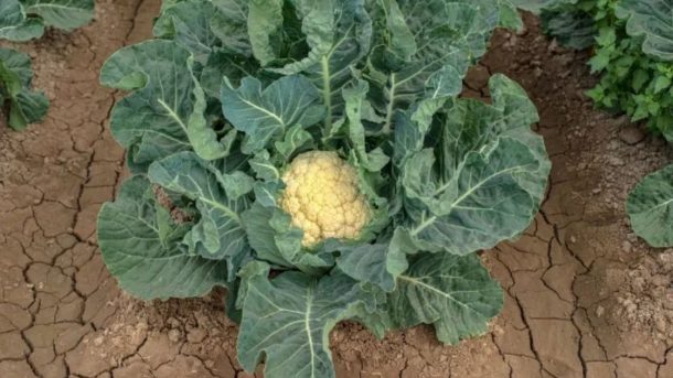 Cauliflower