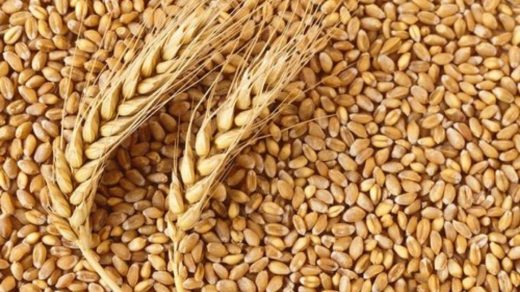 HD 2967 wheat