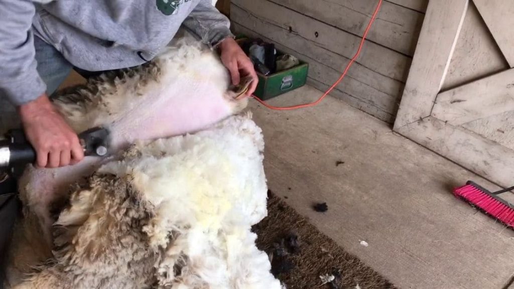 sheep :- What is Shearing in sheep?