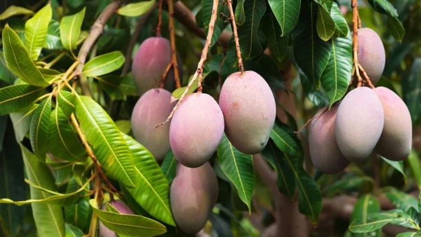 mango fruit :- How to increase mango fruit yield?