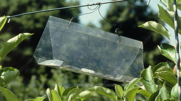 pheromone traps