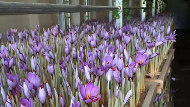 Saffron farming