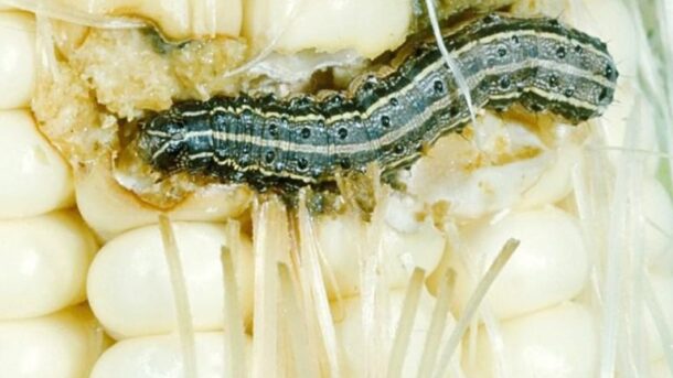 armyworms