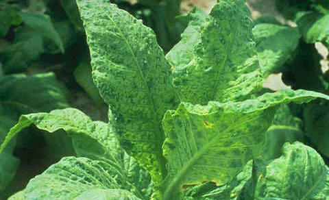 Tobacco mosaic disease