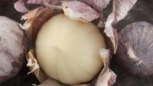 Elephant garlic