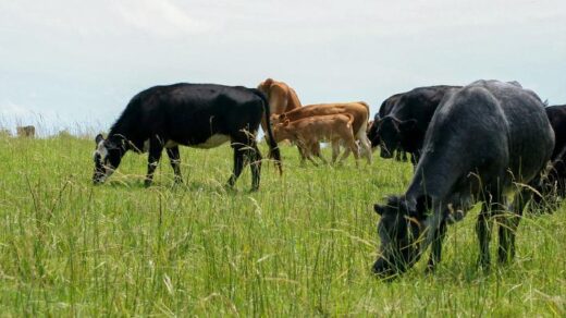 livestock affect