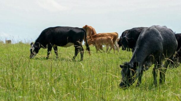 livestock affect