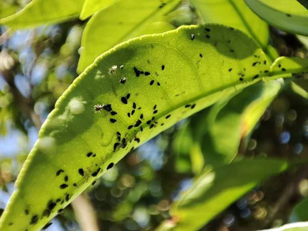 biological :- advancements in biological pest control methods?