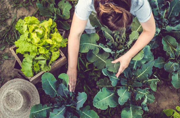 what-is-the-concept-of-sustainable-agriculture-agrisay