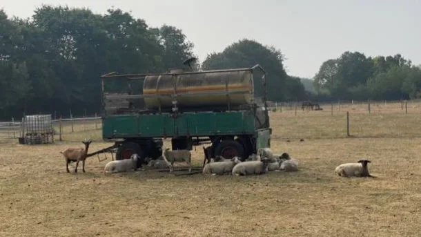 Agricultural Disaster