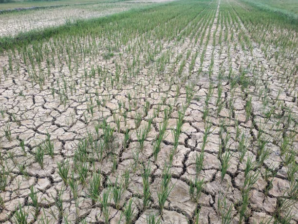 planting and harvesting : How do climate conditions affect