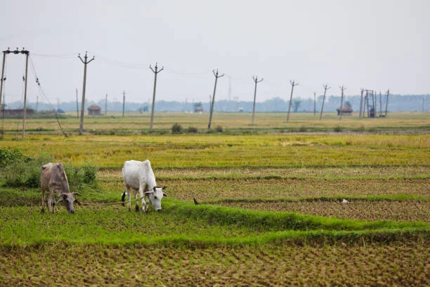 Sustainable Agriculture (NMSA)