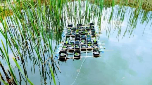 fish farming