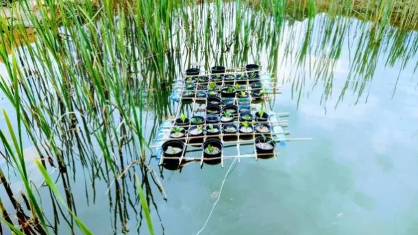 fish farming