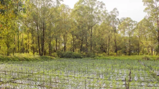 tree planting on farmlands