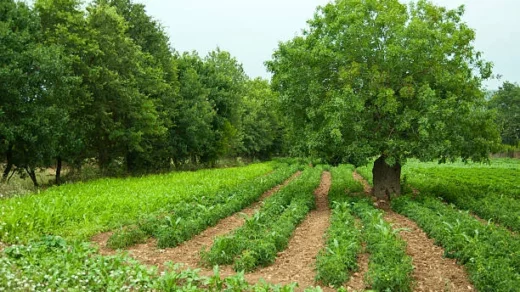 agroforestry systems