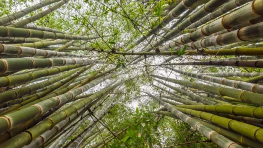 bamboo-based