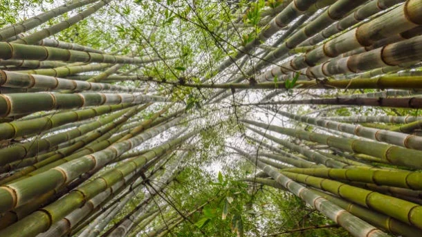 bamboo-based