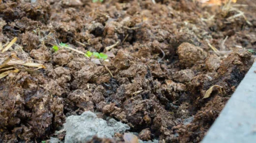 biological fertilizers