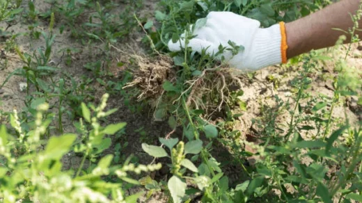 using biofertilizers