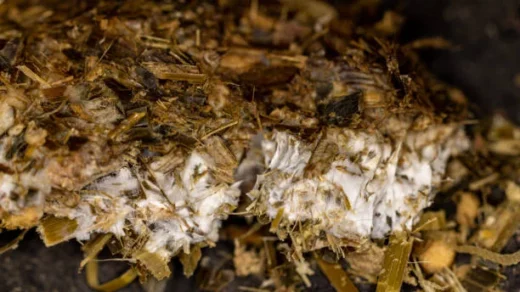 organic fertilizers