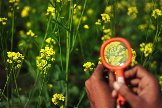 crop :- role of remote-controlled drones in crop pollination?