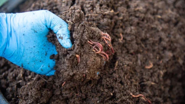 earthworms :- making them valuable organisms in agriculture?