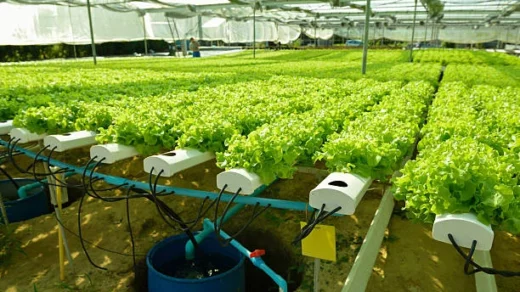 pesticides