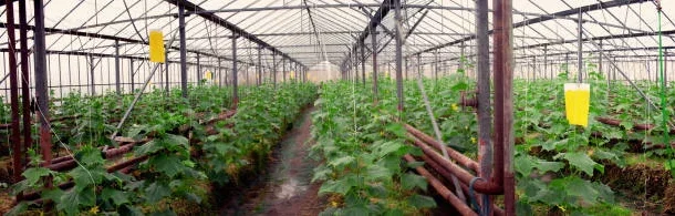 horticultural crops