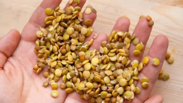 Open-pollinated : How Hybrid Seeds Differ From This Seeds?