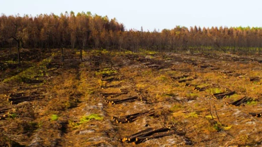 deforestation