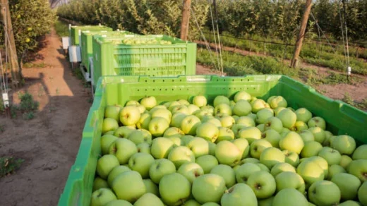 post-harvest