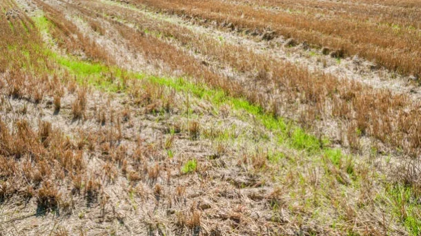 traditional crop