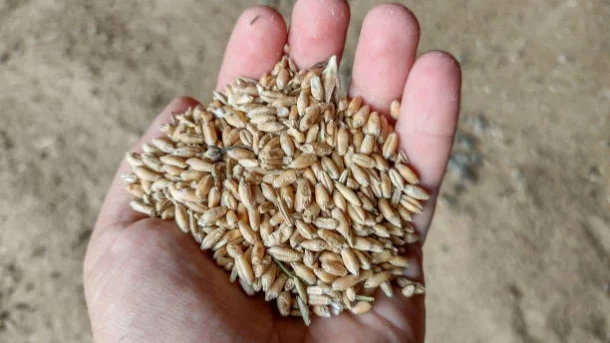 seeds and breeds