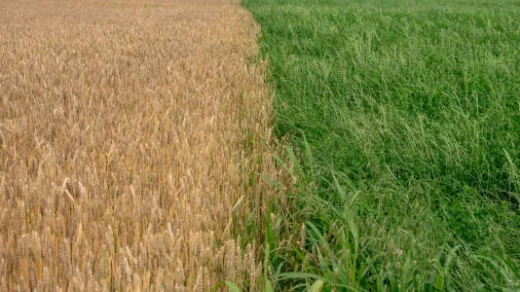 agricultural