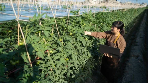 international agricultural