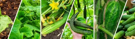 genetically modified