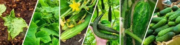 genetically modified
