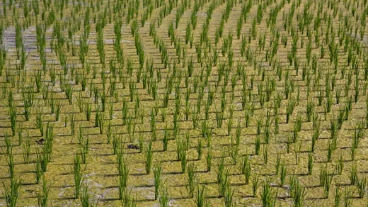 synthetic inputs