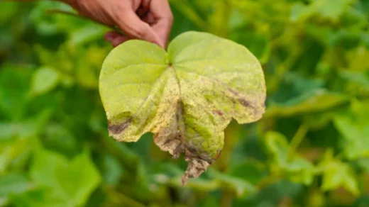 pest and disease