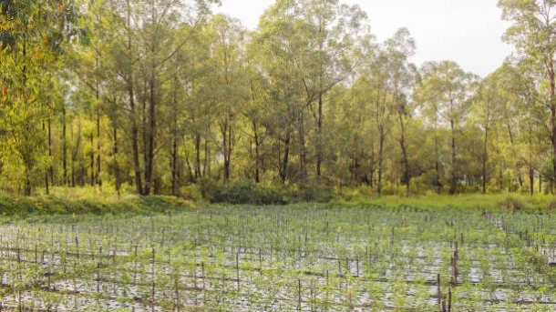 regenerative agriculture