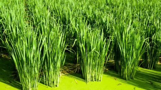 cyanobacteria