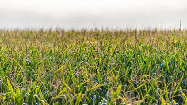 specific crops