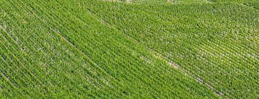 sustainable farming