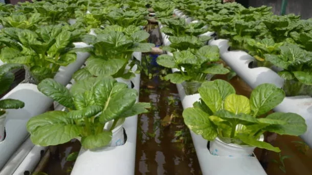 How does vertical farming