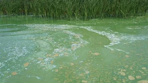 nutrient runoff