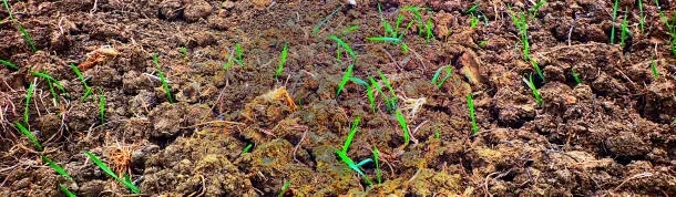 soil compaction